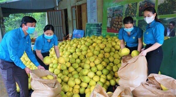 Hương Khê: Kết nối tiêu thụ sản phẩm bưởi cho đoàn viên và Nhân dân trong điều kiện ảnh hưởng của dịch Covid-19